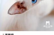 了解暹罗猫：一种充满魅力的猫咪品种