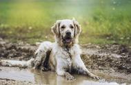 注意！这些犬种需要大量食物，养之前请三思