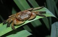 炮台湾湿地公园的神秘底栖小生物，你了解多少？