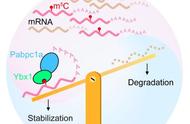 斑马鱼母源mRNA稳定性的新视角：RNA甲基化的调控机制