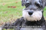 探索雪纳瑞犬：优点与缺点一览无余