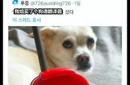 狗语翻译机：人犬沟通的桥梁