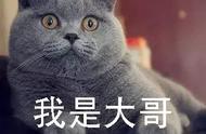 猫咪新手入门：英短还是美短，我终于搞清楚了