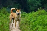 探寻中华田园犬：未知的一面