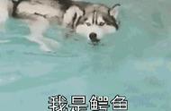 从哈士奇到柴犬：主题店的大转变背后的故事