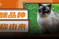 猫咪品种的名字是如何产生的？揭秘背后的故事