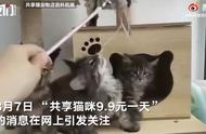 花小钱体验养猫乐趣：共享猫咪服务火爆成都