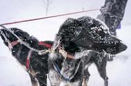 铲屎官雪野迷失，忠犬大显神威