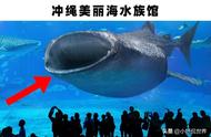 世界巨大水族馆巡礼：奇幻海洋冒险之旅