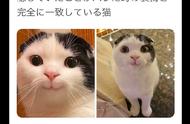 猫条引发猫咪的萌态展现