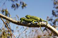 Chameleons：英文原版阅读带你了解奇特生物