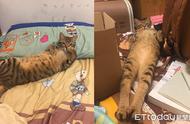 猫咪的诱惑力：一只虎斑猫的逆天长腿引发热议