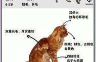 温柔巨人：缅因猫的性格深度解析