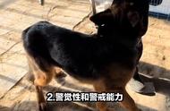 为什么我们会选择德国牧羊犬作为警犬？