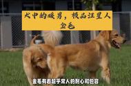 作为公认的三大无攻击犬种之一，金毛犬是否会对家庭环境造成破坏？