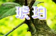 《虫宝的植物朋友》系列之二：琥珀#一分钟学习指南