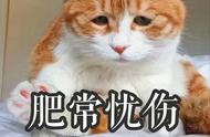 养不起的猫种：价格高昂到普通人难以承担