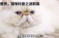 猫咪科普：深入探讨波斯猫（上）