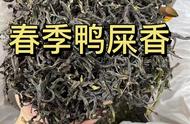 价格相同的“鸭屎香”春茶和冬茶，你更喜欢哪一款？