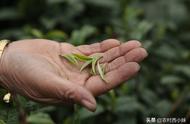 春茶、夏茶和秋茶：它们的特点是什么？