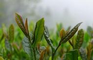 被茶圣陆羽誉为'茶中第一'的绿茶，其魅力源自兰花的神似