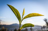 春夏秋冬四个季节的茶叶有何不同之处？