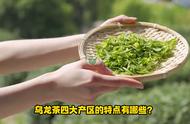 台湾高山茶作为乌龙茶四大产区之一，有哪些独特之处？