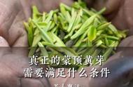 探索真正的蒙顶黄芽：需要满足哪些条件？#小众茶叶