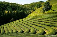 除了黄山毛峰，还有哪些好喝的毛峰茶？