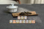 一次性解析：哪种白茶值得购买？