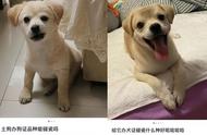 社区全面清理禁养犬：中华田园犬、阿拉斯加等在列