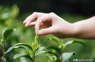 中国2021年十大名茶排名出炉，你怎么看？