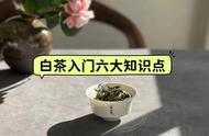 新茶友必备：白茶入门知识问答