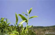 揭秘春茶、夏茶、秋茶的不同特点