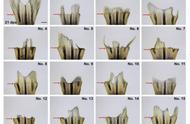 科学突破：动物的“再生记忆”可被重新编程