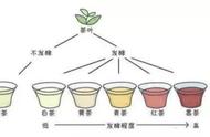 五分钟白茶入门指南