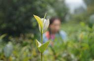 初学者指南：一步步教你认识普洱茶