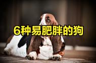 六大易胖犬类揭秘