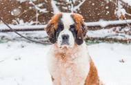 雪橇犬中的抗冻王者：探索狗狗的抗冻能力排名！