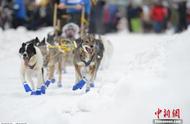 汪星人的雪地狂欢：美国雪橇犬比赛的独特魅力