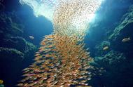 探访日本：十大必游水族馆下篇