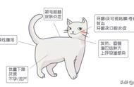 猫白血病病毒（FeLV）感染不等于猫白血病，无需安乐死