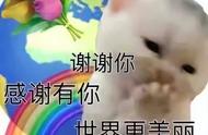 熊猫当宠物养：可能性与云养宠的兴起