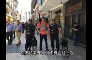 如何成为专业训犬师？全面解析职业培训路径