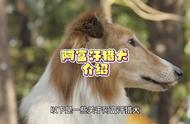 揭秘阿富汗猎犬的独特魅力与养宠秘籍