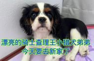 探索澳洲：查理王小猎犬的乐园