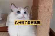 轻松了解布偶猫：新手养猫不求人