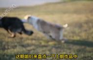 格斗之道：如何应对现实中的恶犬袭击？#实战经验