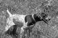 追溯家族历史：德国短毛波音达(German Shorthaired Pointer)的传承（19）