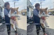 阿嫲的柯基犬身材巨大，几乎可以和松狮犬相媲美。